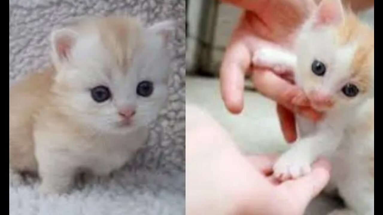 Funny cat's- funny and cute cat video compilation, funny kitten video 2022