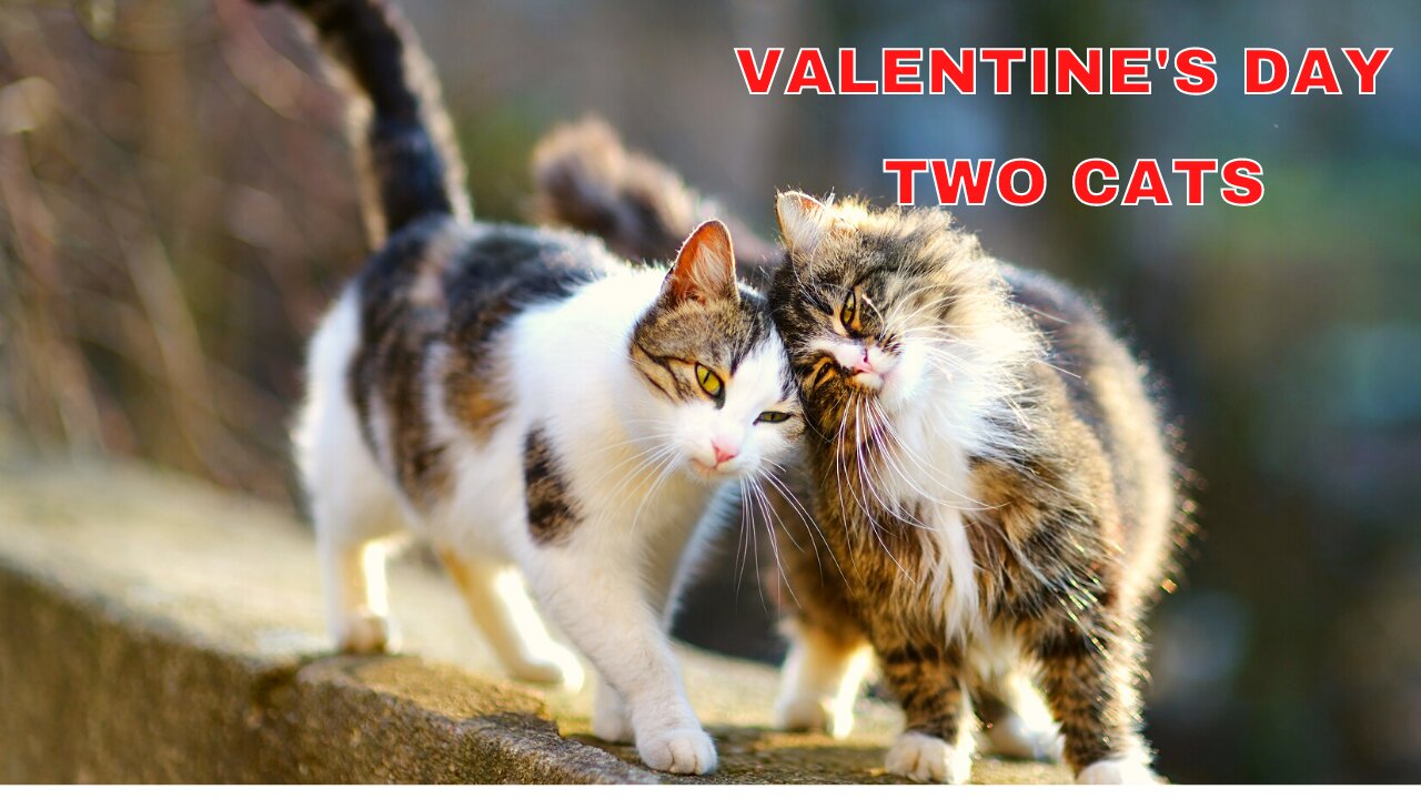 Valentine's Day two cats