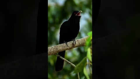 Chamada de um 'Koel Asiático