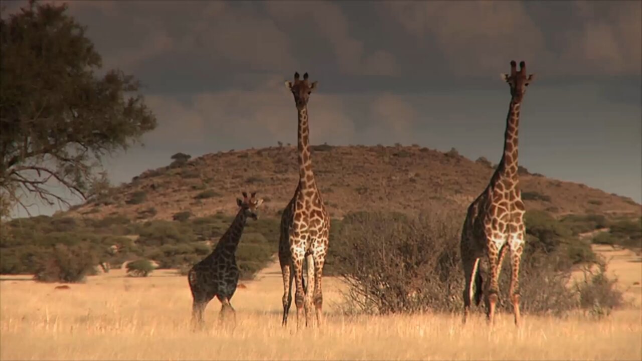 The cutest babies in the wild