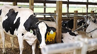 You're able to walk into some of the barns and get close enough to pet a cow.