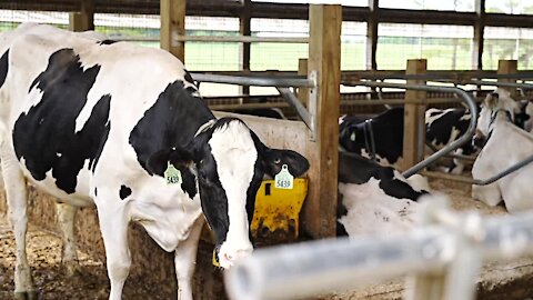 You're able to walk into some of the barns and get close enough to pet a cow.