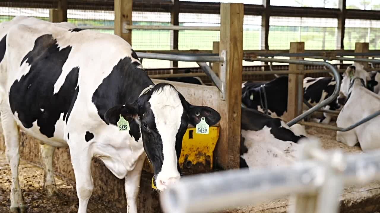 You're able to walk into some of the barns and get close enough to pet a cow.