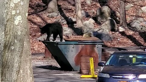 dumpster dive pt.2