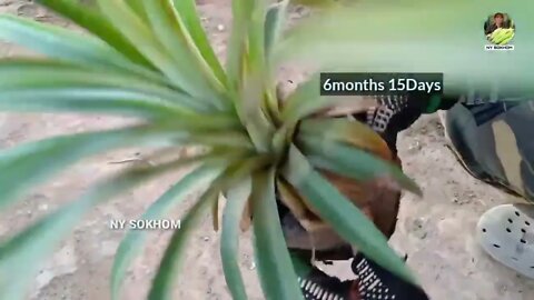 How to Grow Pineapple with Water at Home