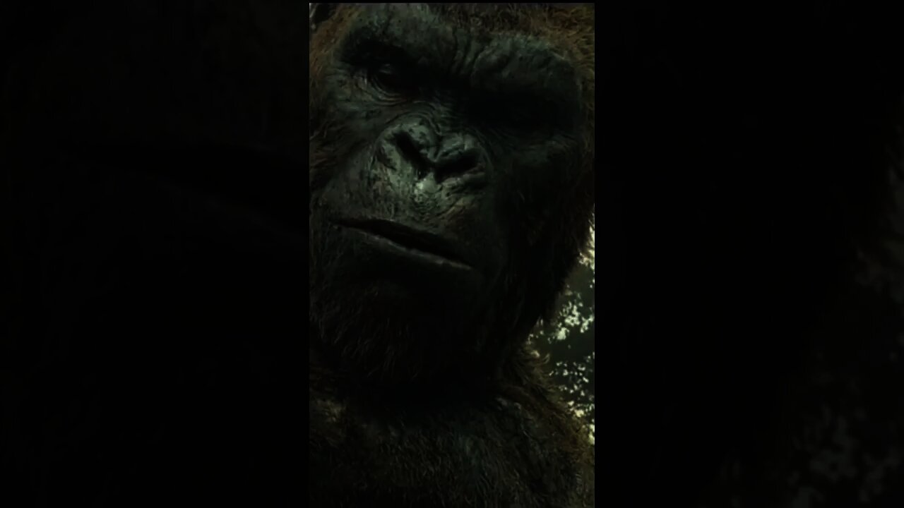 Giant Gorilla #shorts