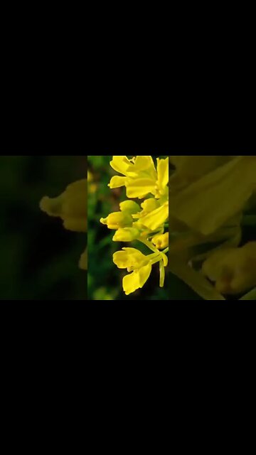 maal 🤗 #youtubeshorts #shorts #youtube #shortvideo #shortyoutube