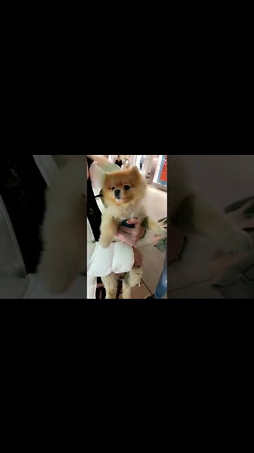 See What This Dog Does That Has Everyone Laughing