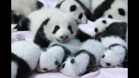 Watch How A Cute Clingy Pandas Shower Nanny With Way Too Much Love In Hilarious Video