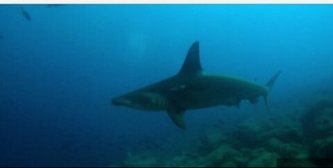 Agitated hammerhead shark makes a Lange to catch