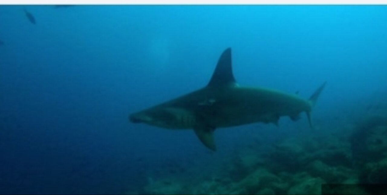 Agitated hammerhead shark makes a Lange to catch