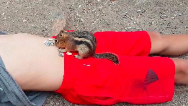 Boy Feeds Chipmunk Sunflower Seeds From His Bellybutton