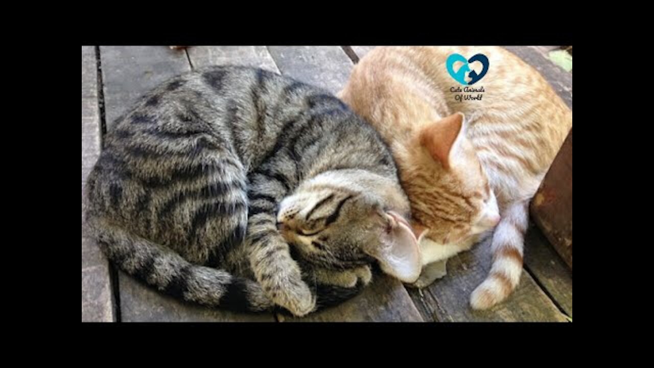 Cute And Funny Pets Try Not To Laugh To These Pets Compilation 46 @anupctg