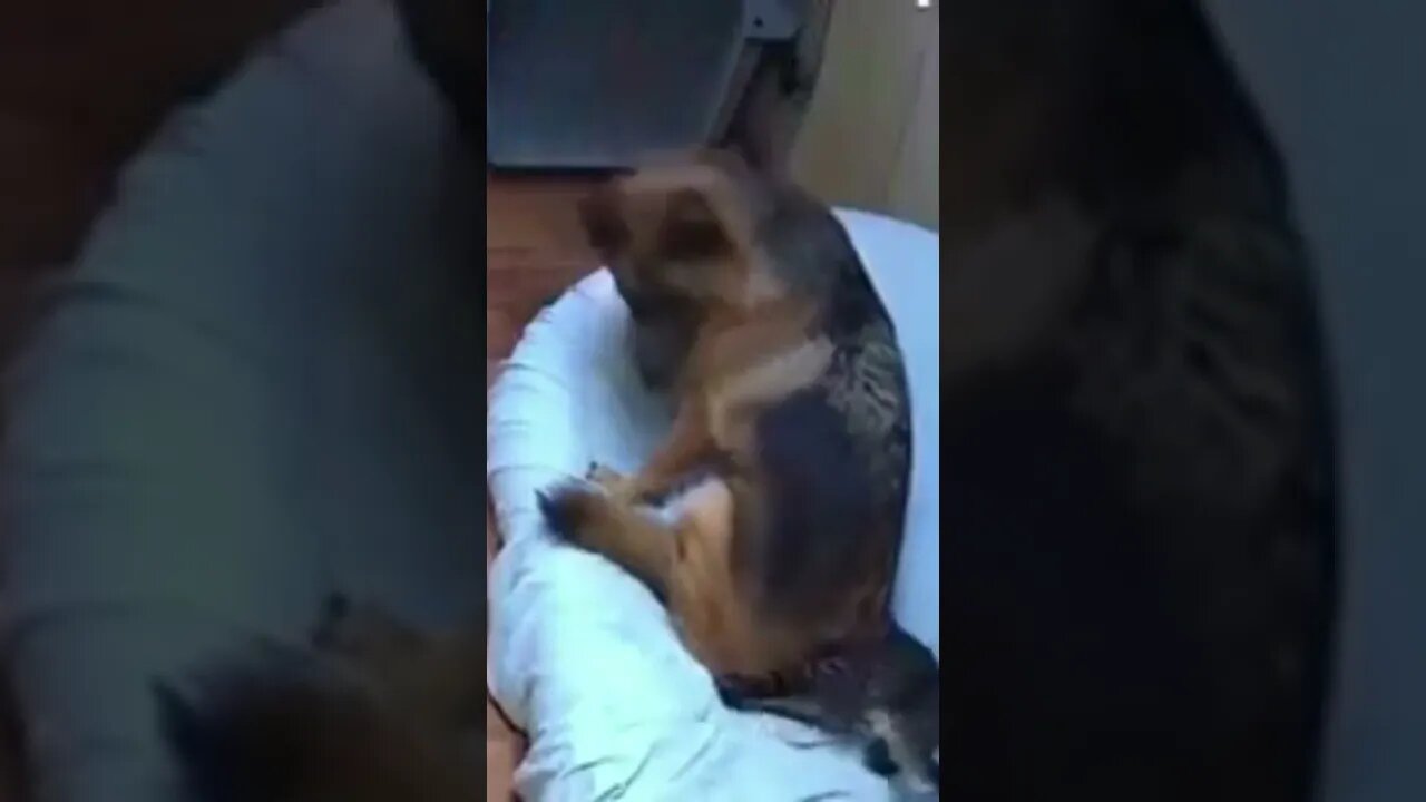 This cat has had better days #shorts