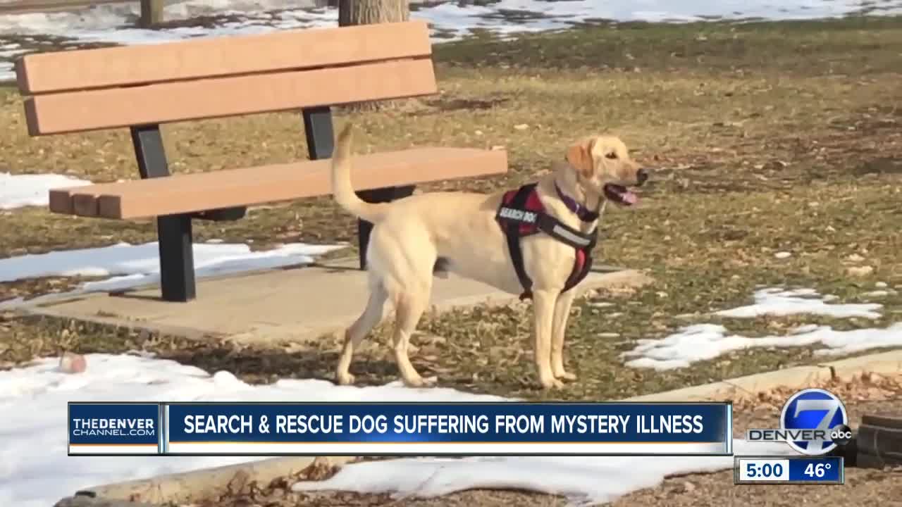 Volunteer search and rescue dog handler facing thousands of dollars in veterinary bills