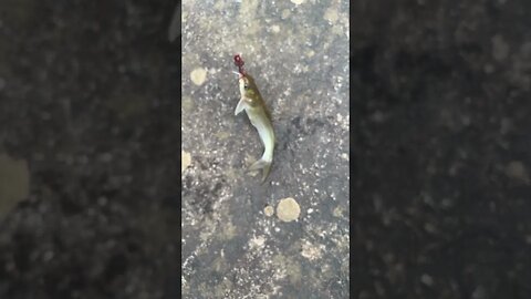 Last fish of the day! Channel catfish #fishing #outdoors #nature