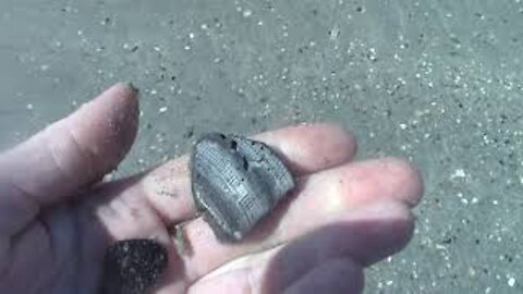 seashells ain't made in china