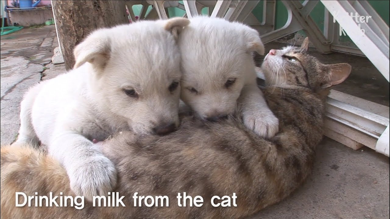 Cat Feeding Puppies - Must Watch