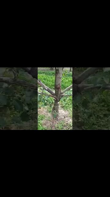 Le piante si aiutano tra di loro. E noi?