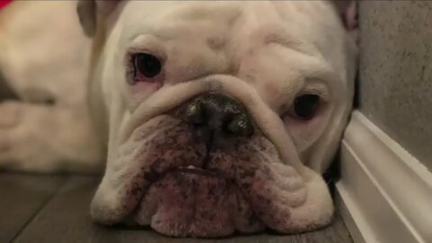Family in Erie believes someone poisoned their dog with marijuana