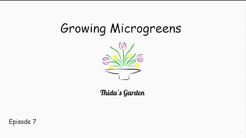 Growing Microgreens