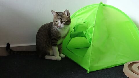 Funny Cat Jumps around Like a Bunny
