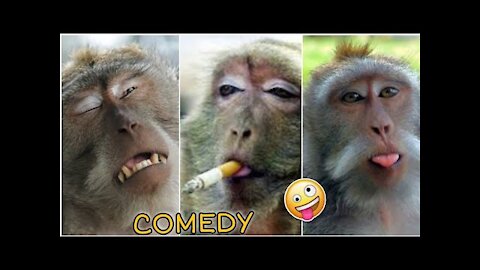 Funny Monkey Compilation 😅 || new monkey video|| Entertainment