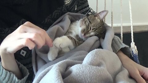 The Cat in th Blanket