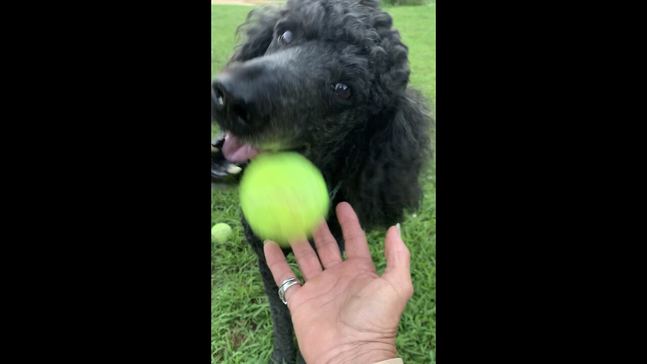 Dog Retrieving and drops ball in owners hand.