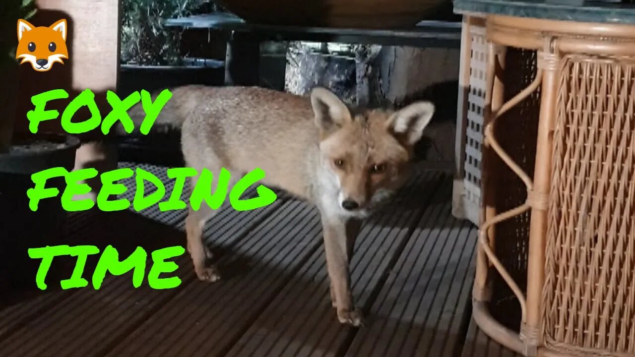 🦊Friendly urban #fox Ajax is VERY HUNGRY and maybe feeding baby fox cubs whilst playing hide & seek.