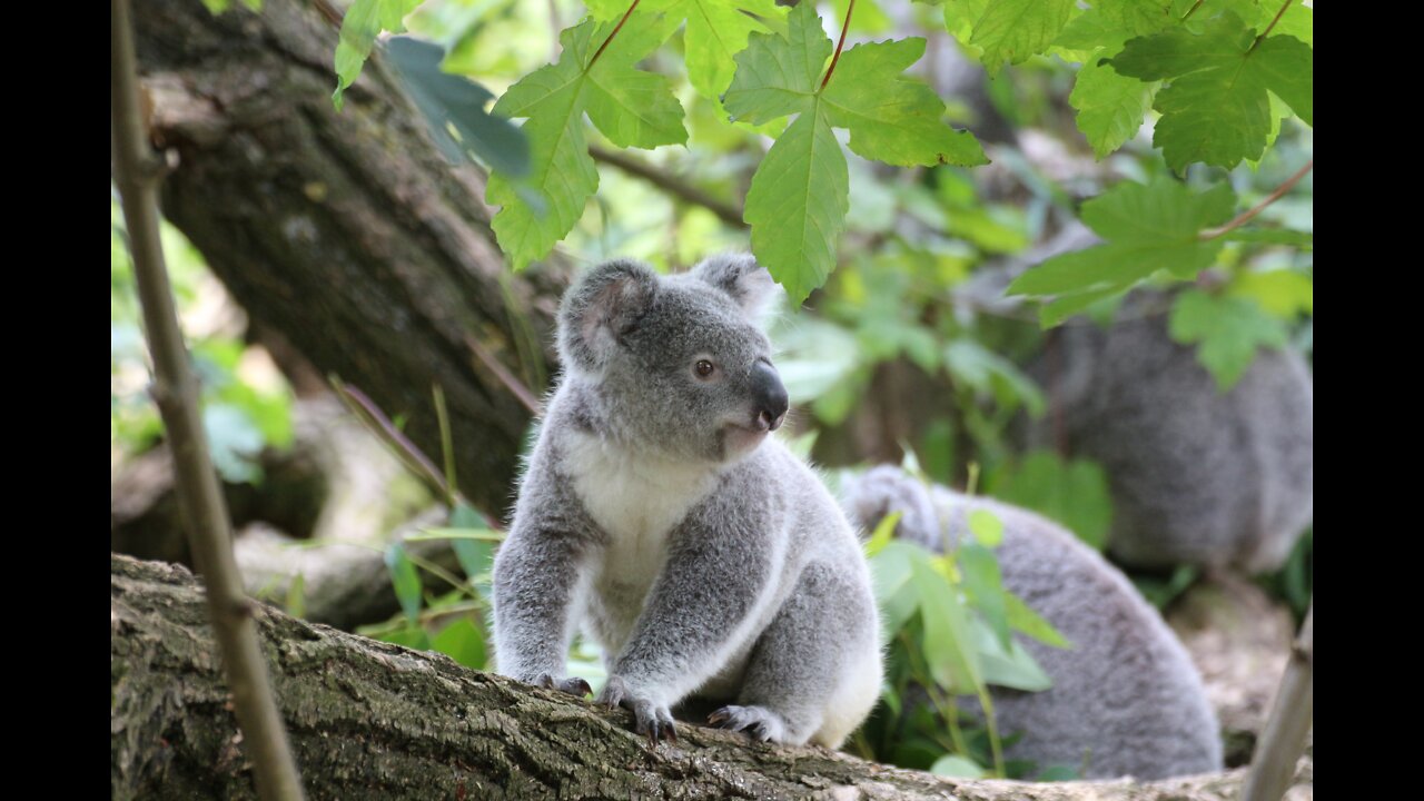 Cute koalas playing 4K view