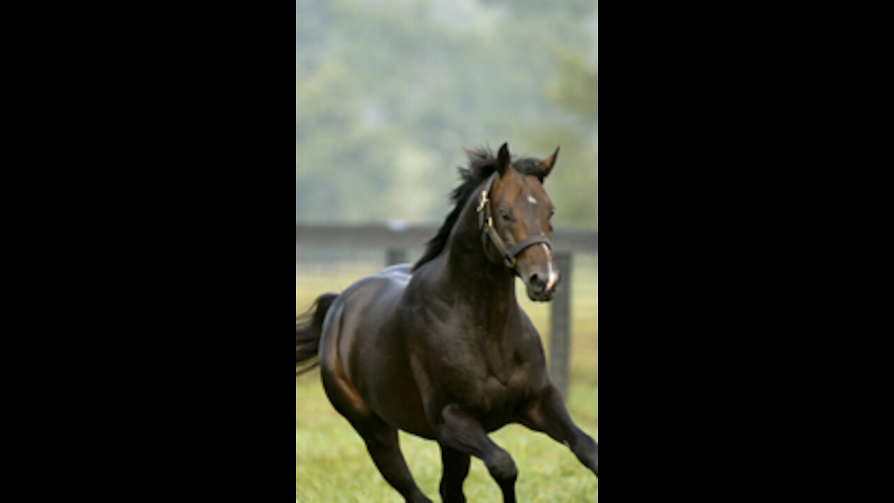 Yearling fillies