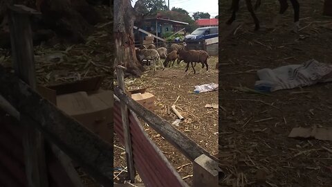 Lambs in captivity