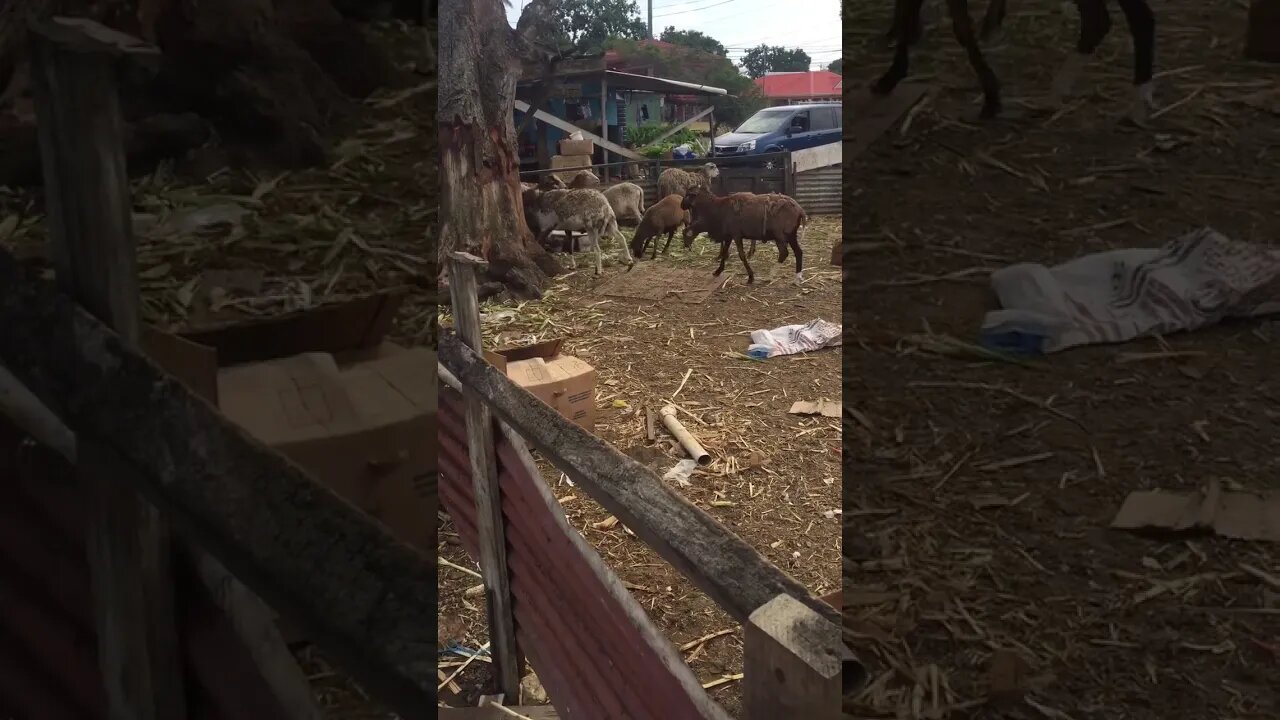 Lambs in captivity