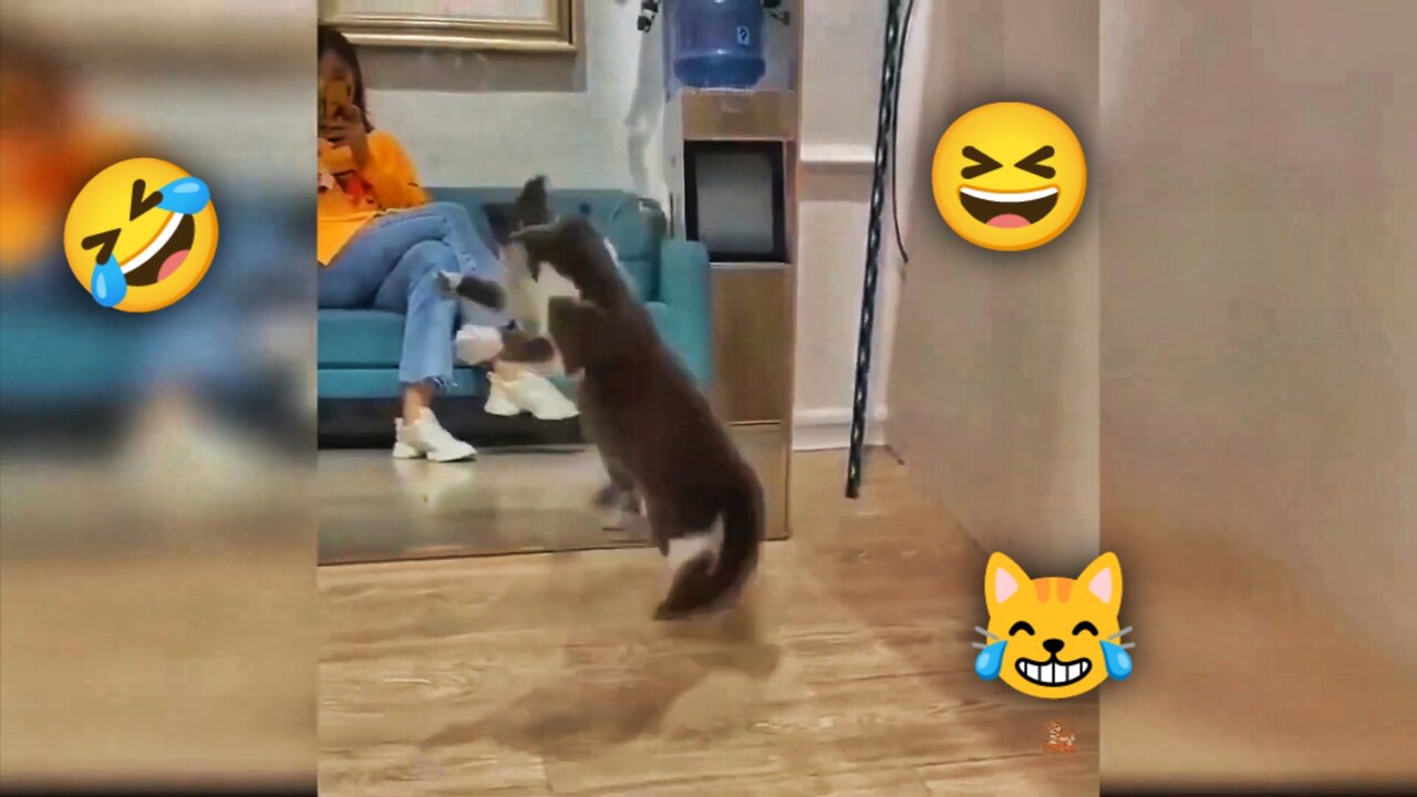 Cute cat funny compilation videos🤣Try to not laugh 😹Animals hilarious videos 2022