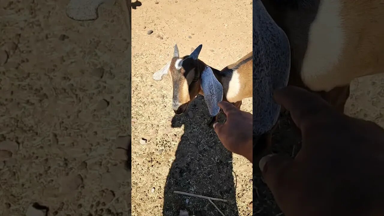 My goats are loving the Arizona heat!