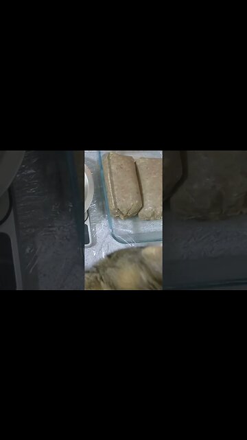 How I started my cat on RAW beginner friendly #shorts