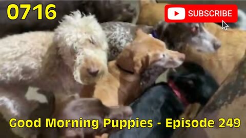 [0716] GOOD MORNING PUPPIES - EPISODE 249 [#dogs #doggos #doggies #puppies #dogdaycare]