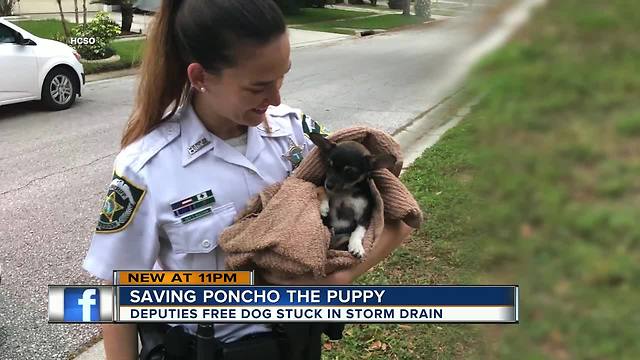 VIDEO: Deputies rescue 3-month-old puppy stuck in storm drain in Tampa