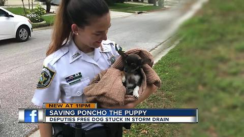 VIDEO: Deputies rescue 3-month-old puppy stuck in storm drain in Tampa