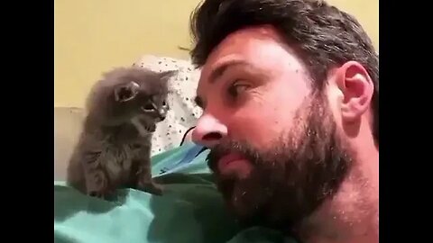 PLAYING CAT VIDEO MEAWWW