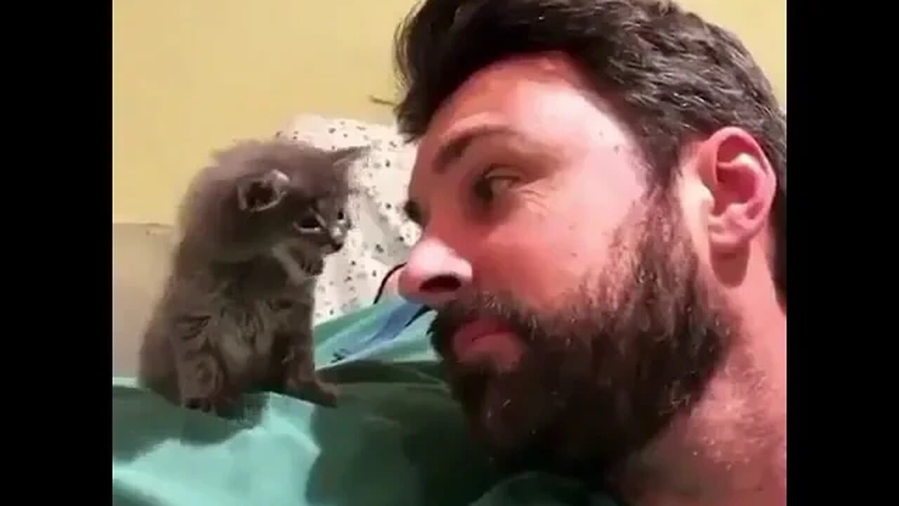 PLAYING CAT VIDEO MEAWWW