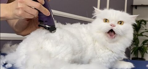 OMG!!! I CUT MY HAIR 😍My Angery Cats