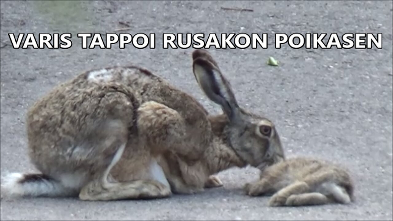 Varis tappoi Rusakon poikasen