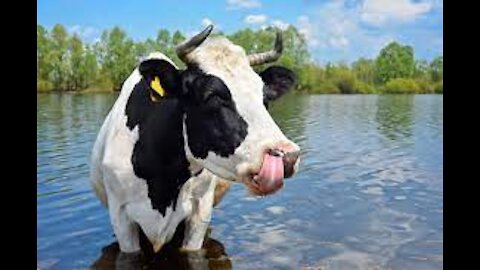 Som de Vaca Mugindo -Vaca Berrando - Cow Sound Effect