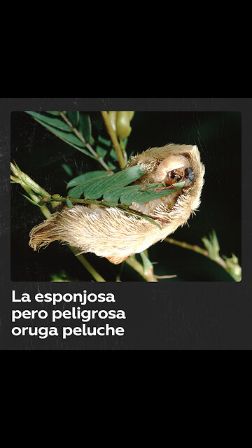 La peligrosa oruga peluche: extraña y venenosa