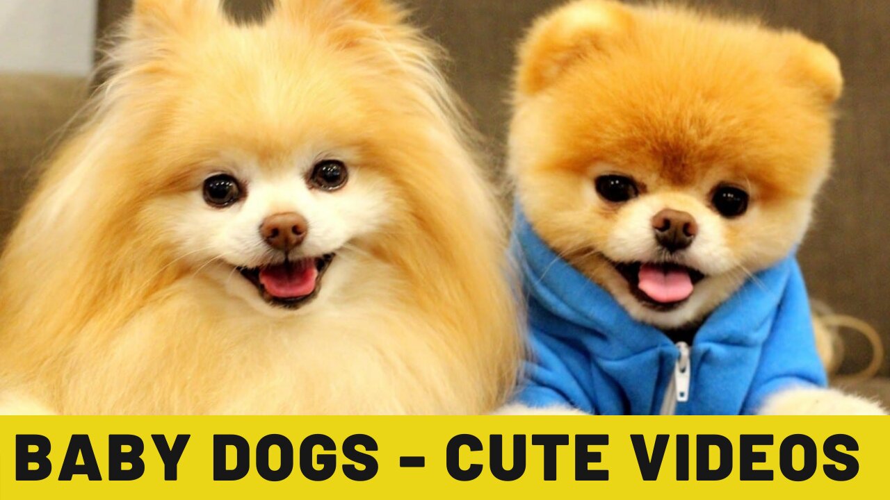 Baby Dogs - Cute and Funny Videos