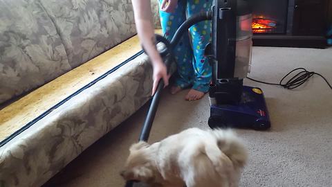 "This Dog Loves to Play with Vacuum Cleaner"