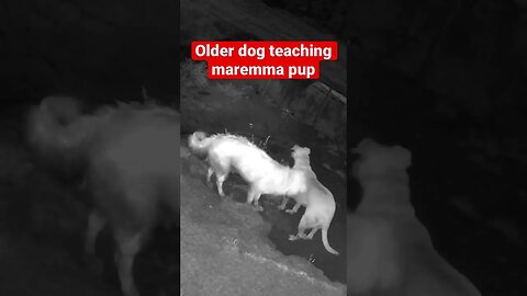 Farm cameras monitoring farm dogs