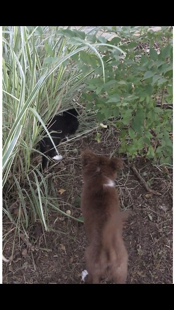Brave Little Border Collie With Kitten